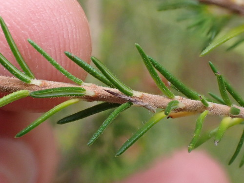 Image of Erica unicolor by (c) Ren Hoekstra, some rights reserved (CC BY)