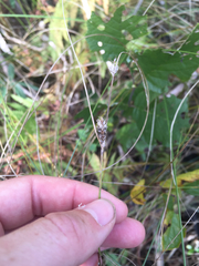Carex lasiocarpa