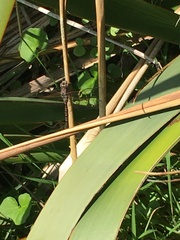 Adversaeschna brevistyla