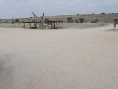 Streptopelia capicola damarensis