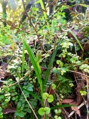 Pterostylis irsoniana