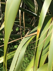 Adversaeschna brevistyla