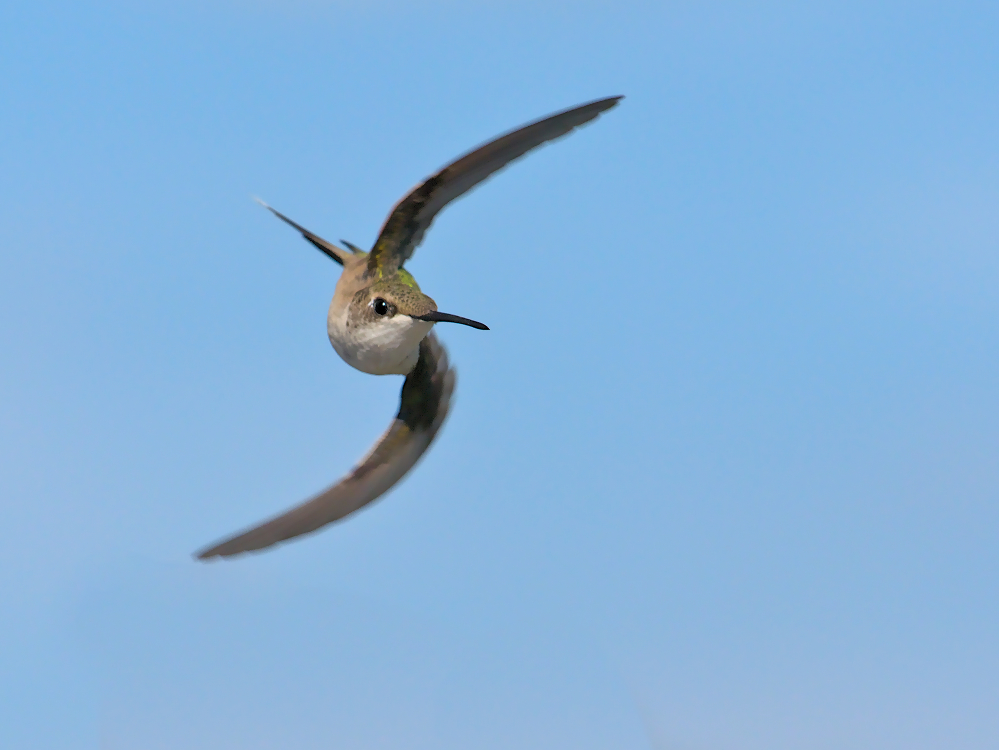 Ruby-throated Hummingbird (Archilochus colubris)
