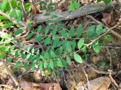 Phyllanthus caroliniensis guianensis