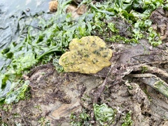 Porifera
