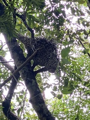 Coendou longicaudatus