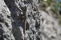 Sceloporus poinsettii
