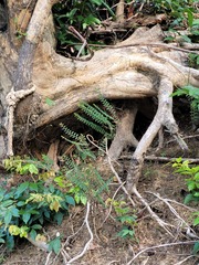Phyllanthus caroliniensis guianensis