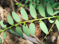 Phyllanthus caroliniensis guianensis
