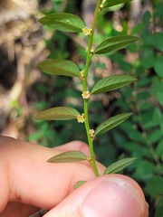 Phyllanthus caroliniensis guianensis