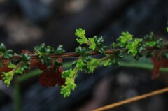 Dodonaea hirsuta