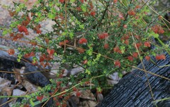 Dodonaea hirsuta