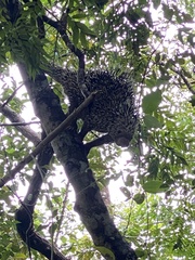 Coendou longicaudatus