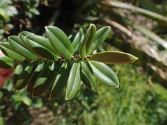 Veronica elliptica