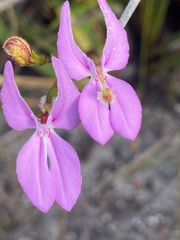 Stylidium macranthum