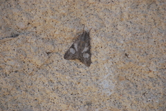 Melipotis jucunda