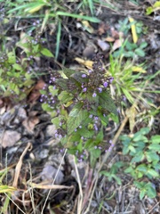 Mosla dianthera