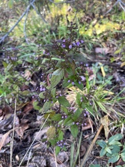 Mosla dianthera