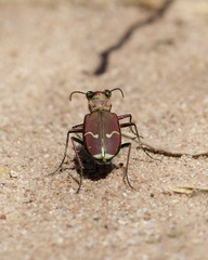 Cicindela limbalis