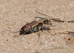 Cicindela limbalis
