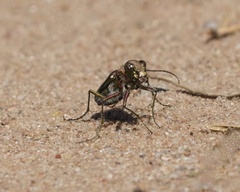 Cicindela limbalis