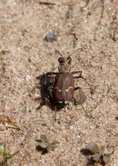 Cicindela limbalis