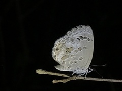 Chilades lajus koshunensis