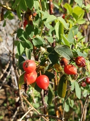 Rosa californica