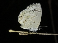 Chilades lajus koshunensis