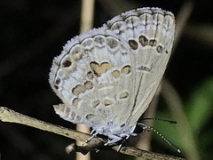 Chilades lajus koshunensis