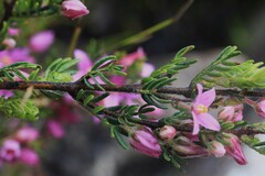 Boronia granitica
