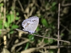 Chilades lajus koshunensis