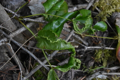 Aceria caliberberis