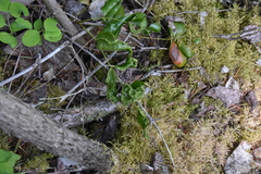 Aceria caliberberis