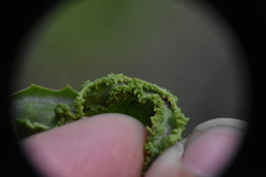 Aceria caliberberis