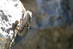 Sceloporus poinsettii