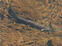 Trichomycterus areolatus