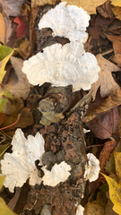 Trametes conchifer