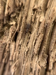 Dryophthorus americanus