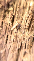 Dryophthorus americanus