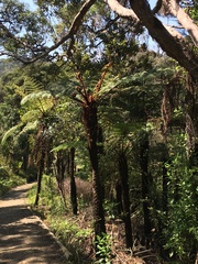 Cyathea cunninghamii