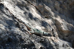 Sceloporus poinsettii