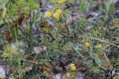 Acacia brownii
