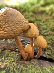 Cyptotrama chrysopepla