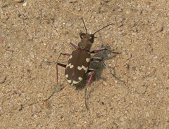 Cicindela hybrida
