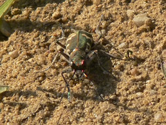 Cicindela hybrida