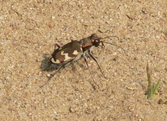 Cicindela hybrida