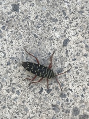 Placosternus erythropus