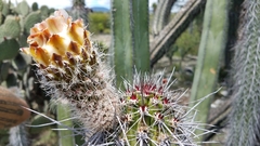 Lemaireocereus hollianus