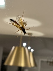 Opheltes glaucopterus barberi